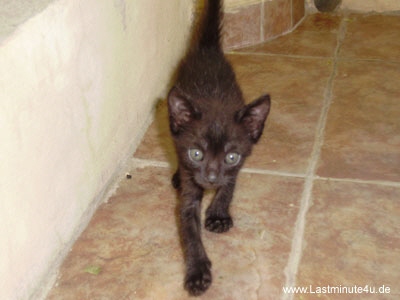 Kleine schwarze Katze